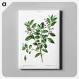 アートパネル-Evergreen oak - ピエール ジョゼフ ルドゥーテ Canvas.