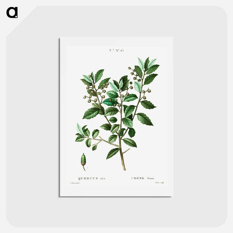 アートポストカード-Evergreen oak - ピエール ジョゼフ ルドゥーテ Postcard.
