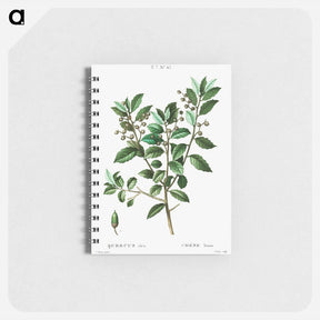 アートメモ帳-Evergreen oak - ピエール ジョゼフ ルドゥーテ Memo.