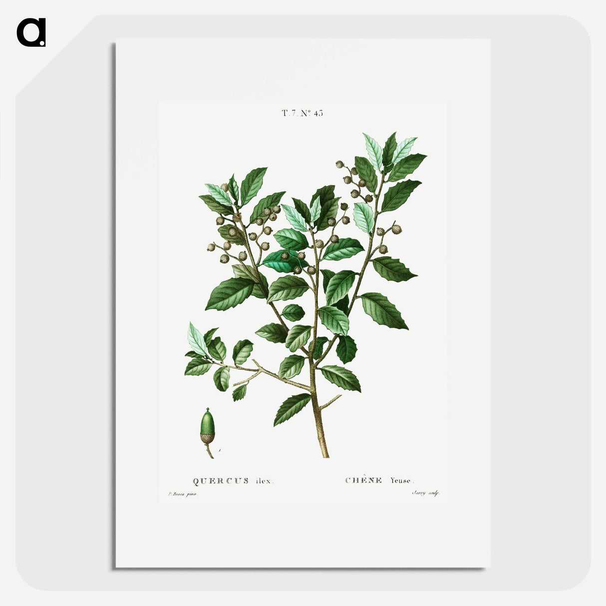 Evergreen oak - Pierre Joseph Redouté Poster.