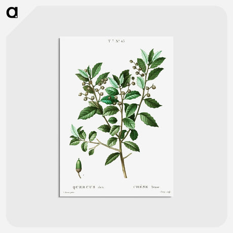 アートポストカード-Evergreen oak - ピエール ジョゼフ ルドゥーテ Postcard.
