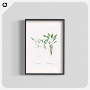 アートポスター-Floating water-plantain illustration - ピエール ジョゼフ ルドゥーテ Poster.
