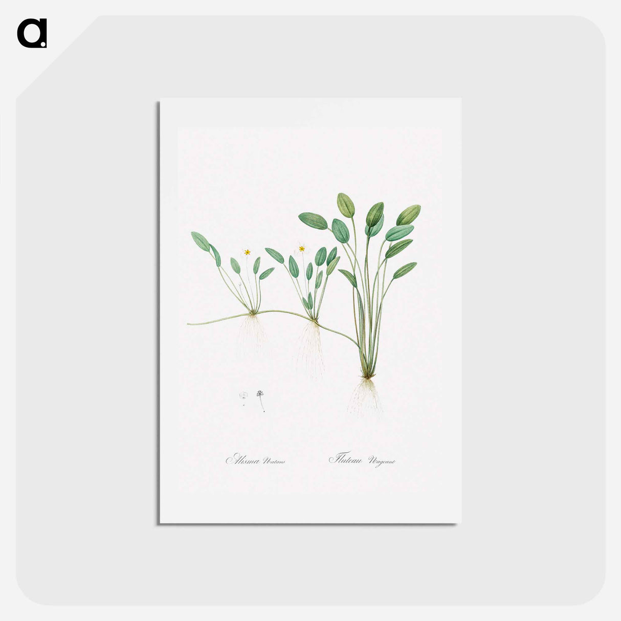 アートポストカード-Floating water-plantain illustration - ピエール ジョゼフ ルドゥーテ Postcard.