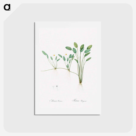 アートポストカード-Floating water-plantain illustration - ピエール ジョゼフ ルドゥーテ Postcard.