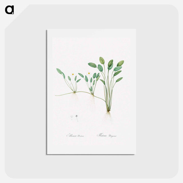 アートポストカード-Floating water-plantain illustration - ピエール ジョゼフ ルドゥーテ Postcard.