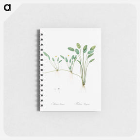 アートメモ帳-Floating water-plantain illustration - ピエール ジョゼフ ルドゥーテ Memo.