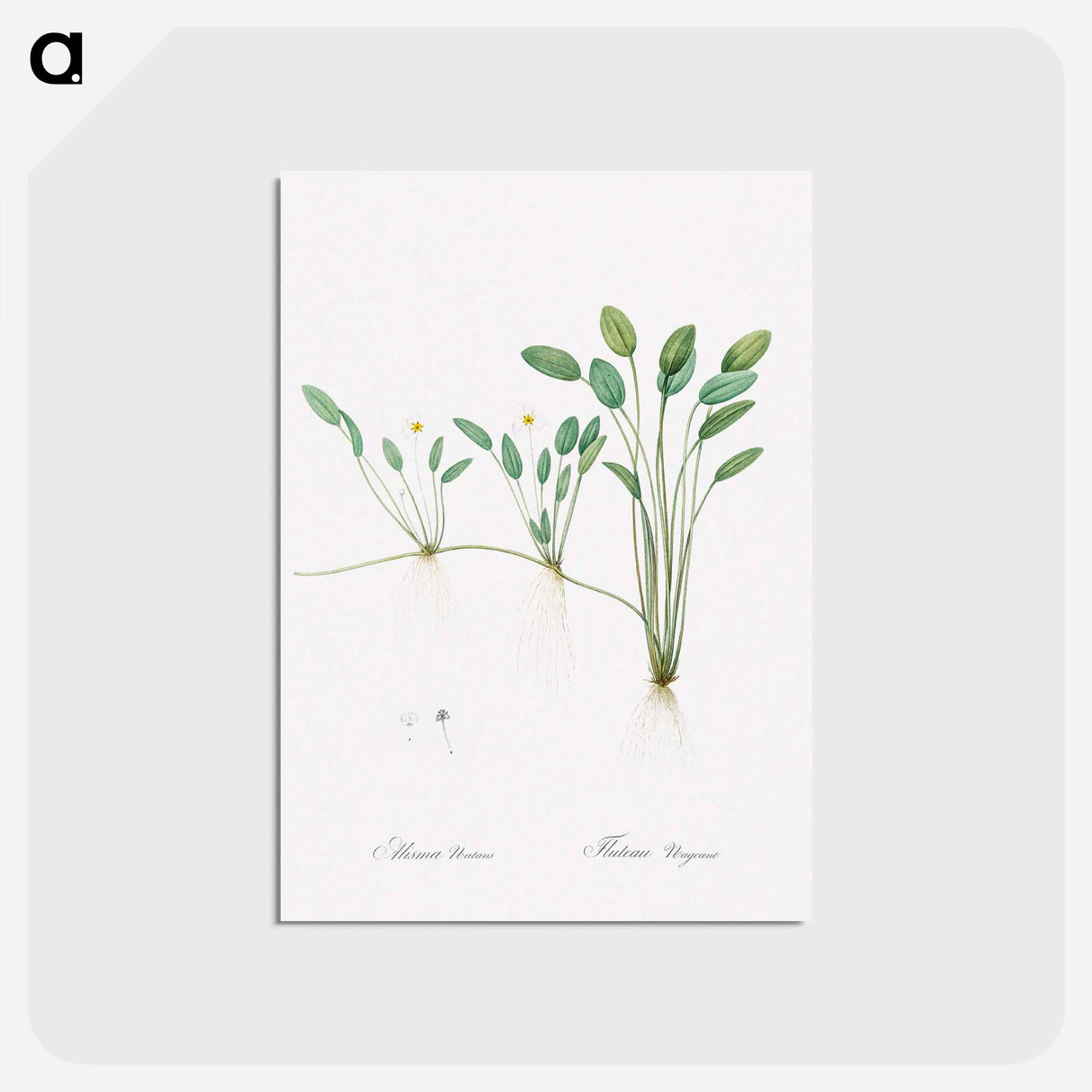 アートポストカード-Floating water-plantain illustration - ピエール ジョゼフ ルドゥーテ Postcard.