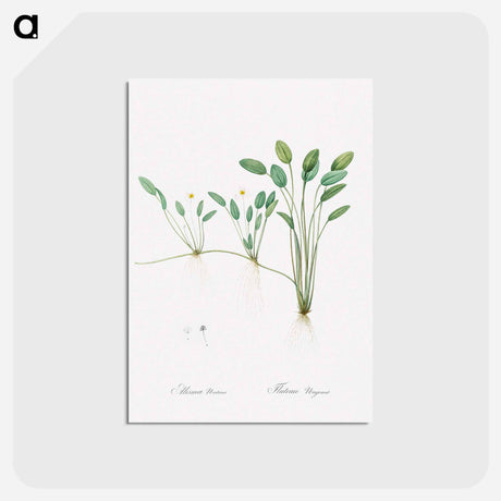 アートポストカード-Floating water-plantain illustration - ピエール ジョゼフ ルドゥーテ Postcard.