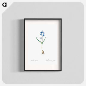 アートポスター-Alpine squill illustration - ピエール ジョゼフ ルドゥーテ Poster.