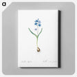 アートパネル-Alpine squill illustration - ピエール ジョゼフ ルドゥーテ Canvas.