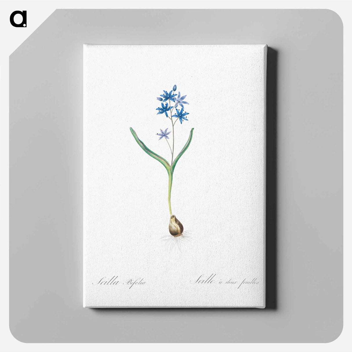 アートパネル-Alpine squill illustration - ピエール ジョゼフ ルドゥーテ Canvas.