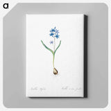 アートパネル-Alpine squill illustration - ピエール ジョゼフ ルドゥーテ Canvas.