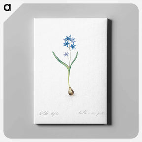 アートパネル-Alpine squill illustration - ピエール ジョゼフ ルドゥーテ Canvas.