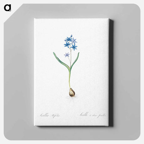 アートパネル-Alpine squill illustration - ピエール ジョゼフ ルドゥーテ Canvas.