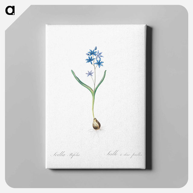 アートパネル-Alpine squill illustration - ピエール ジョゼフ ルドゥーテ Canvas.