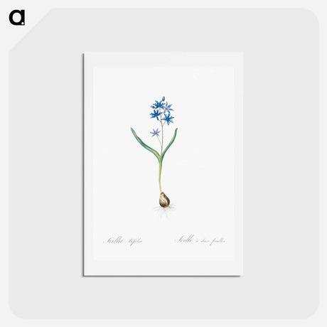 アートポストカード-Alpine squill illustration - ピエール ジョゼフ ルドゥーテ Postcard.