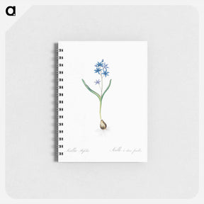 アートメモ帳-Alpine squill illustration - ピエール ジョゼフ ルドゥーテ Memo.