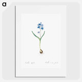 Alpine squill illustration - Pierre Joseph Redouté Poster.