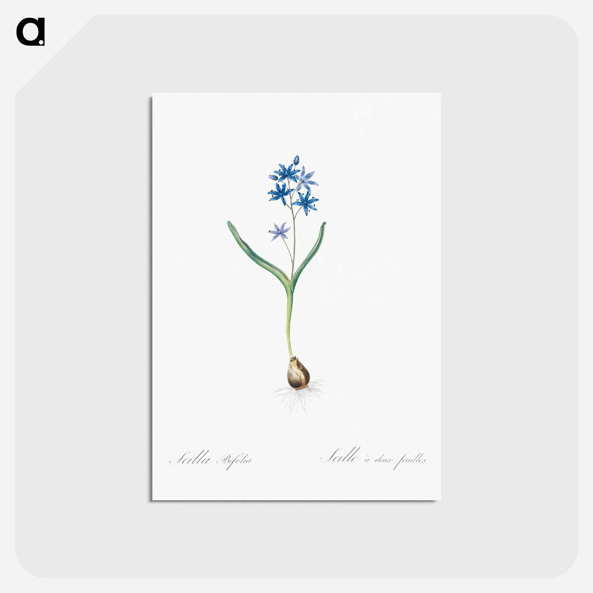 アートポストカード-Alpine squill illustration - ピエール ジョゼフ ルドゥーテ Postcard.