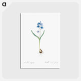 アートポストカード-Alpine squill illustration - ピエール ジョゼフ ルドゥーテ Postcard.