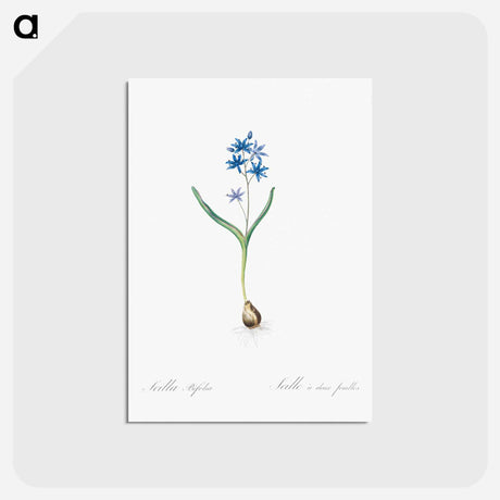 アートポストカード-Alpine squill illustration - ピエール ジョゼフ ルドゥーテ Postcard.