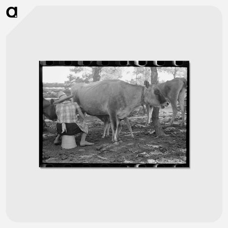 アートポストカード-Mrs. Caudill Milking
 - ラッセル リー Postcard.