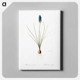 アートパネル-Grape hyacinth illustration - ピエール ジョゼフ ルドゥーテ Canvas.