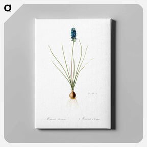 アートパネル-Grape hyacinth illustration - ピエール ジョゼフ ルドゥーテ Canvas.