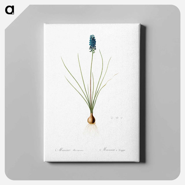 アートパネル-Grape hyacinth illustration - ピエール ジョゼフ ルドゥーテ Canvas.