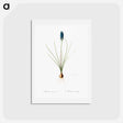 アートポストカード-Grape hyacinth illustration - ピエール ジョゼフ ルドゥーテ Postcard.