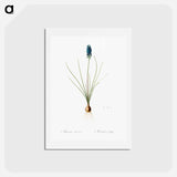 アートポストカード-Grape hyacinth illustration - ピエール ジョゼフ ルドゥーテ Postcard.