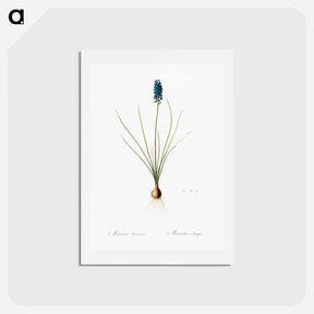 アートポストカード-Grape hyacinth illustration - ピエール ジョゼフ ルドゥーテ Postcard.