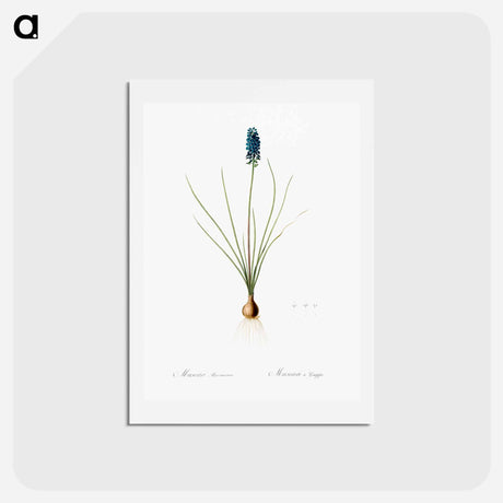 アートポストカード-Grape hyacinth illustration - ピエール ジョゼフ ルドゥーテ Postcard.
