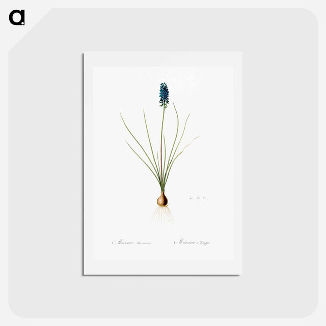アートポストカード-Grape hyacinth illustration - ピエール ジョゼフ ルドゥーテ Postcard.