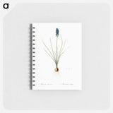 Grape hyacinth illustration - ピエール ジョゼフ ルドゥーテ Memo.
