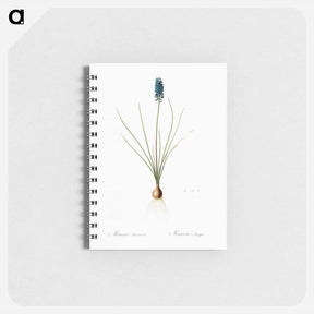 アートメモ帳-Grape hyacinth illustration - ピエール ジョゼフ ルドゥーテ Memo.