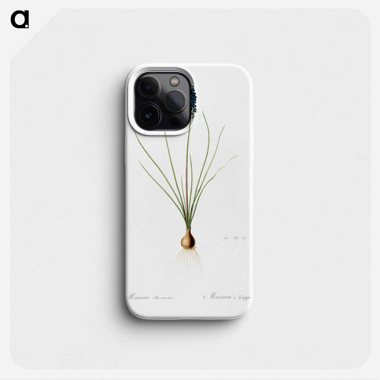 Grape hyacinth illustration - ピエール ジョゼフ ルドゥーテ Phone Case.