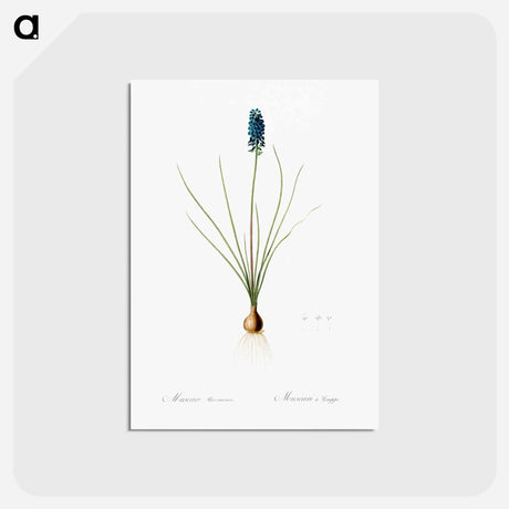 アートポストカード-Grape hyacinth illustration - ピエール ジョゼフ ルドゥーテ Postcard.