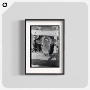 アートポスター-Dairy Cow at Casa Grande Valley Farms
 - ラッセル リー Poster.