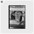 アートポストカード-Dairy Cow at Casa Grande Valley Farms
 - ラッセル リー Postcard.