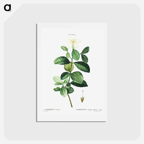 アートポストカード-Gardenia - ピエール ジョゼフ ルドゥーテ Postcard.