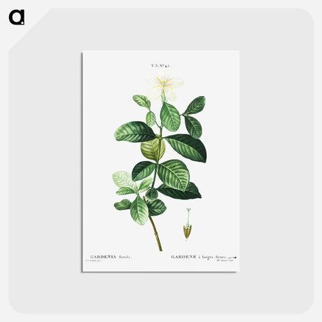 アートポストカード-Gardenia - ピエール ジョゼフ ルドゥーテ Postcard.