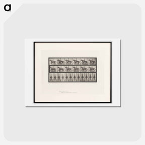 アートポストカード-Man on Horse
 - エドワード マイブリッジ Postcard.
