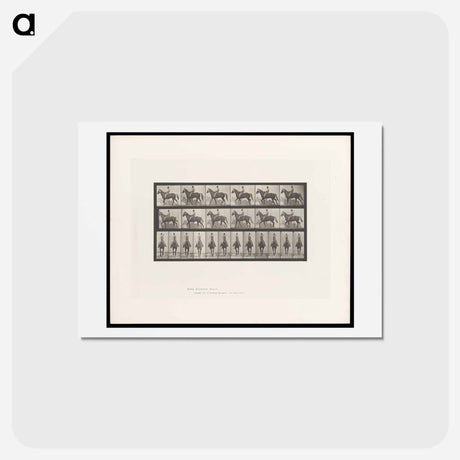 アートポストカード-Man on Horse
 - エドワード マイブリッジ Postcard.