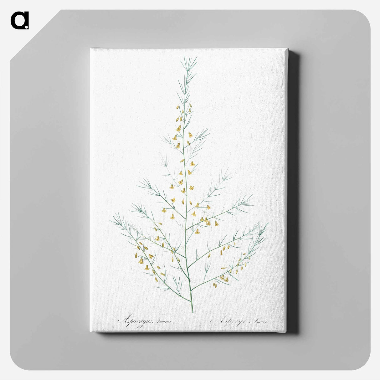 アートパネル-Sea asparagus illustration - ピエール ジョゼフ ルドゥーテ Canvas.
