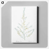 アートパネル-Sea asparagus illustration - ピエール ジョゼフ ルドゥーテ Canvas.