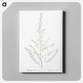 アートパネル-Sea asparagus illustration - ピエール ジョゼフ ルドゥーテ Canvas.