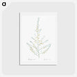 アートポストカード-Sea asparagus illustration - ピエール ジョゼフ ルドゥーテ Postcard.