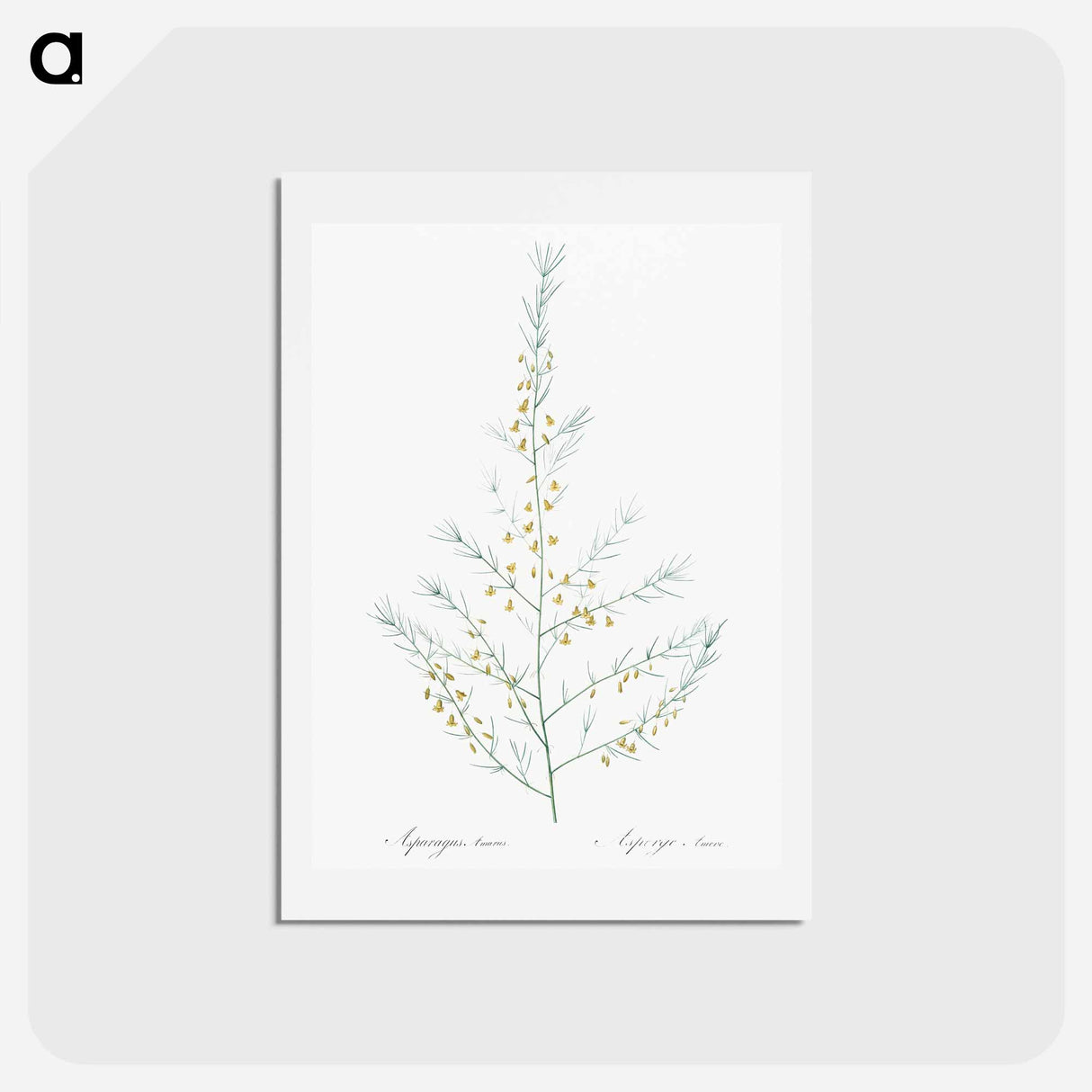 アートポストカード-Sea asparagus illustration - ピエール ジョゼフ ルドゥーテ Postcard.