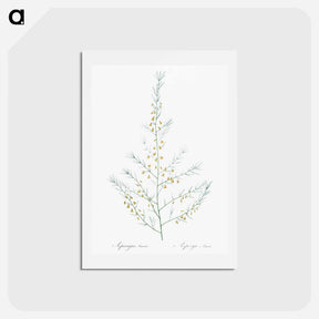 アートポストカード-Sea asparagus illustration - ピエール ジョゼフ ルドゥーテ Postcard.